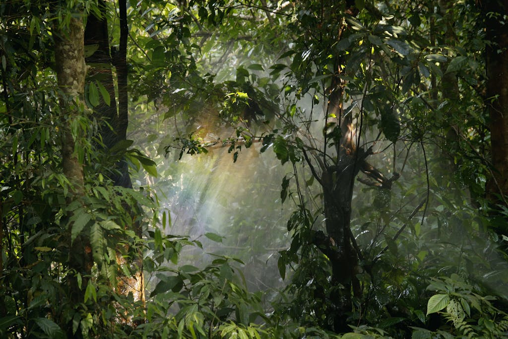 Captivating view of sunlight streaming through lush rainforest leaves, creating a serene natural atmosphere.
